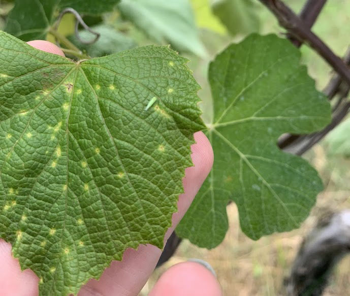 Potato leafhopper on a grape leaf.
